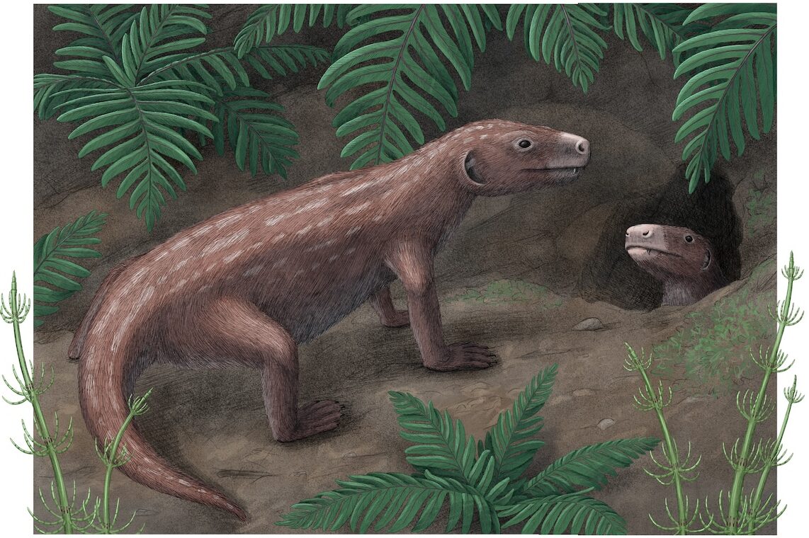 Thrinaxodon_Final-